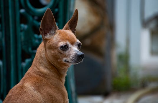 Best Dog Ear Cleaners in 2026