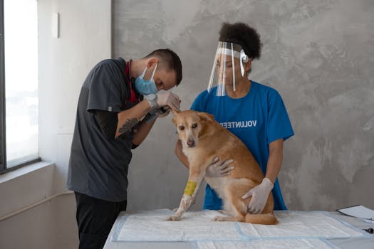 Best Dog Ear Infection Treatments in 2026