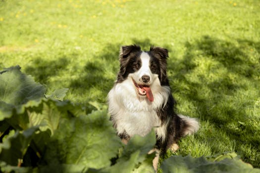 Best Digestive Enzyme Supplements for Dogs in 2026