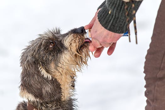 Best Fish Oil Supplements for Dogs in 2026