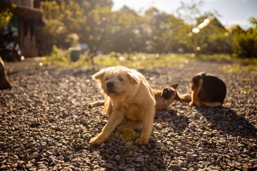 Best Natural Flea and Tick Prevention for Dogs in 2026