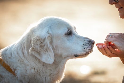 Best Dog Food for Sensitive Stomachs and Digestion in 2026