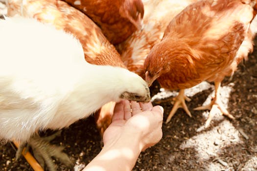 Best Grain-Free Chicken Dog Food in 2026