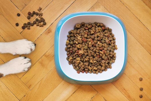 Best High-Fiber Dog Food in 2026