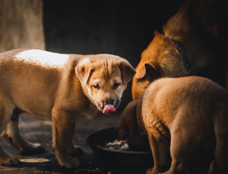 Best High Protein Dog Food in 2026