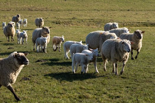 Best Lamb Novel Protein Dog Food in 2026