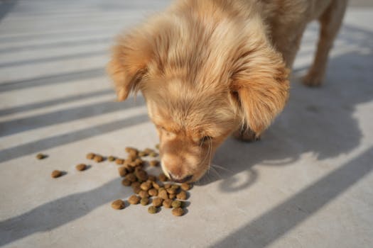 Best Dog Food for Liver Disease in 2026