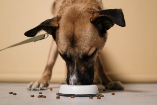 Best Prescription Dog Food for Allergies in 2026