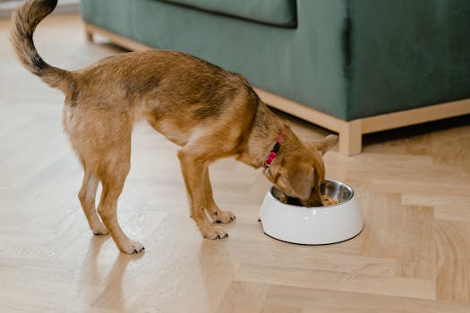Best Raw Frozen Dog Food in 2026