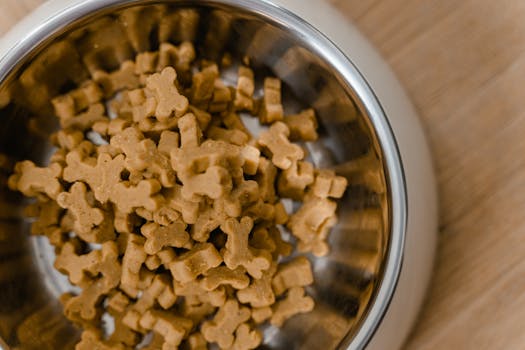 Best Senior Dog Food in 2026
