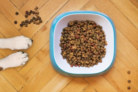 Best Senior Dog Food with Soft Kibble in 2026