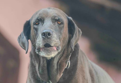 Best Dog Food for Senior Dogs in 2026