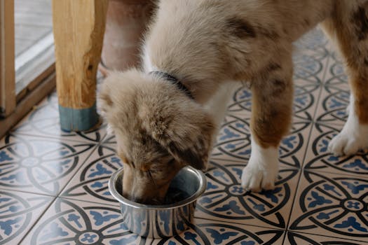 Best Dog Food for Skin and Coat Health