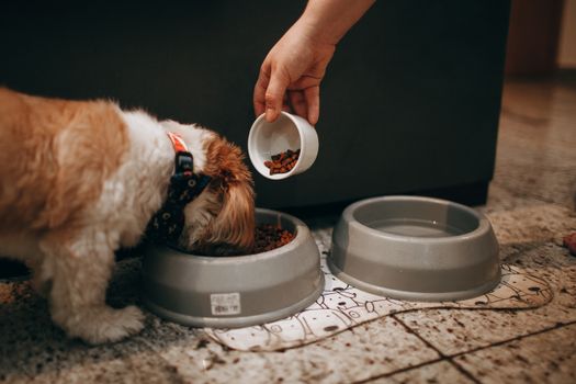 Best Low-Fat Weight Loss Dog Food in 2026