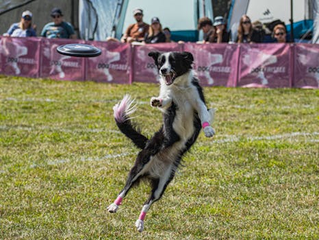 Best Dog Frisbees in 2026