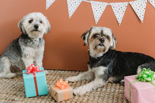 Best Dog Gift Box Subscriptions in 2026