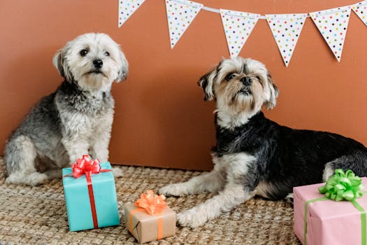Best Dog Starter Gift Bundles in 2026