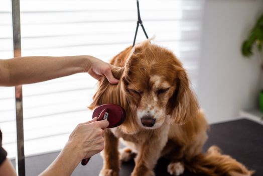 Best Brushes for Dog Shedding in 2026