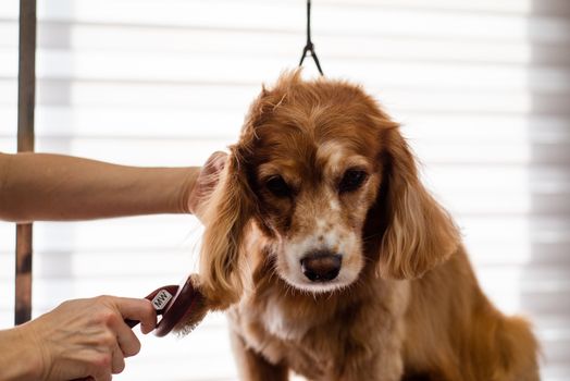 Best Slicker Brushes for Dog Grooming in 2026