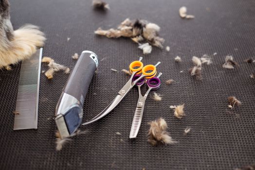 Best Dog Grooming Kits in 2026
