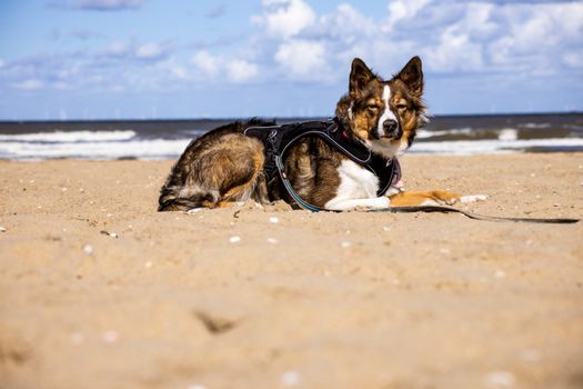 Best Escape-Proof Dog Harnesses in 2026