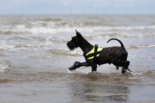 Best Reflective Safety Dog Harness Vests in 2026