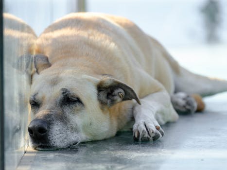 Best Supplements for Hip Dysplasia in Dogs