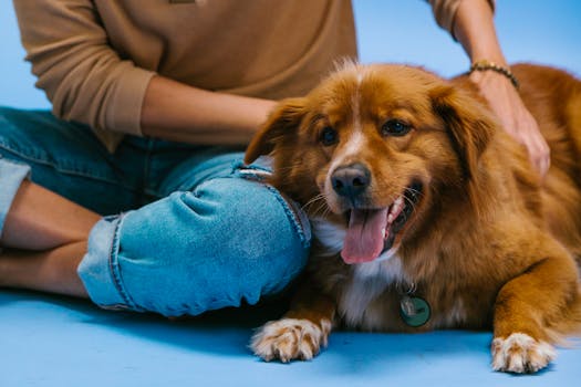 Best Dog Insurance Plans in 2026