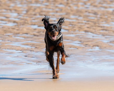 Best Dog Joint Supplements in 2026