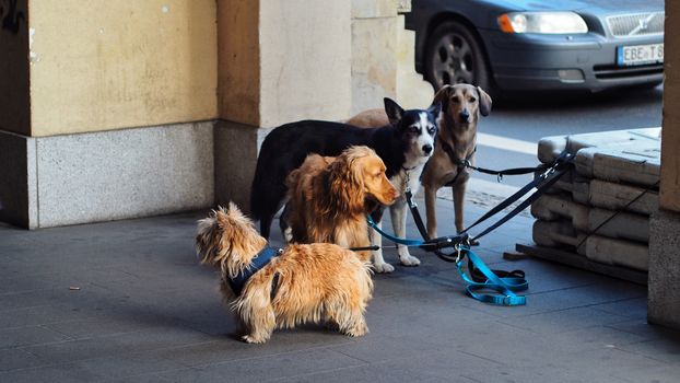 Best Retractable Dog Leashes in 2026