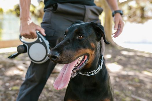 Best Heavy-Duty Retractable Leashes for Dogs in 2026