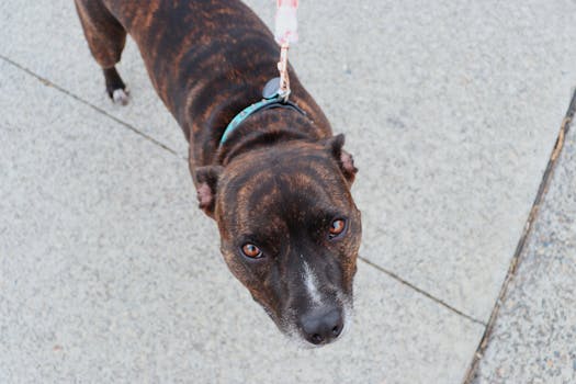 Best Retractable Dog Leashes in 2026