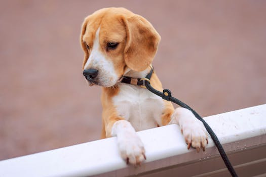 Best Dog Leashes in 2026
