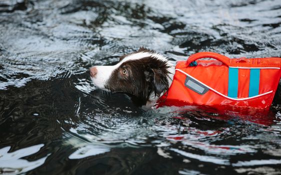 Best Life Jackets for Swimming Dogs in 2026