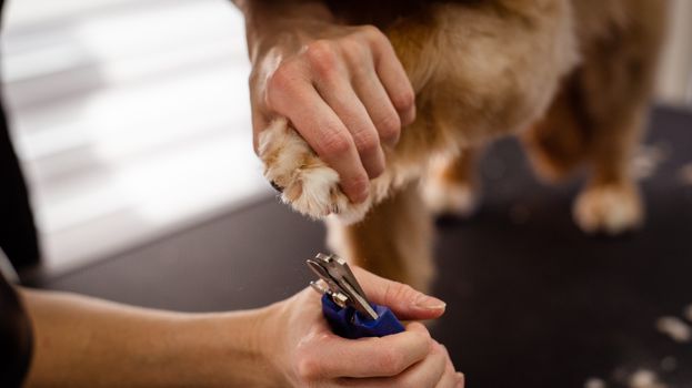 Best Professional Dog Nail Clippers in 2026