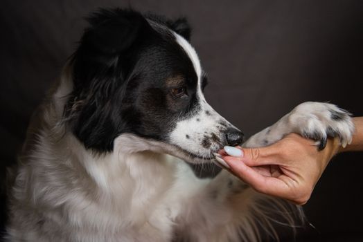 Best Electric Dog Nail Grinders in 2026