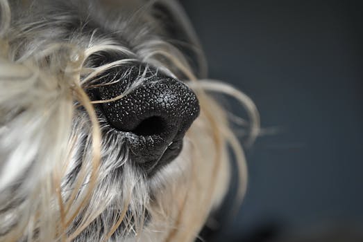 Best Nose Balms for Dogs in 2026