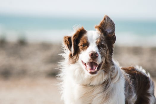 Best Omega-3 Supplements for Dogs in 2026