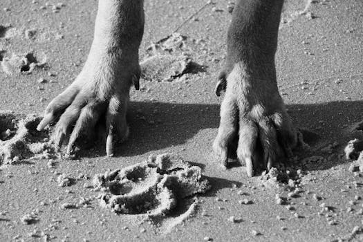 Best Paw Balm for Dog Protection in 2026