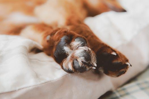 Best Paw Balms for Winter Protection in 2026