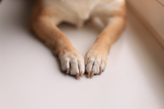 Best Paw Balms for Dogs in 2026