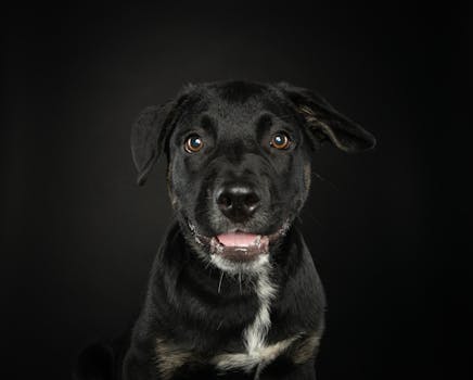 Best Custom Dog Portraits in 2026