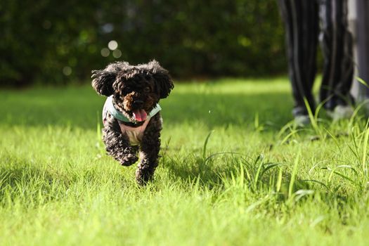 Best Dog Probiotics for Digestive Health in 2026