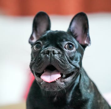 Best Dog Probiotics in 2026