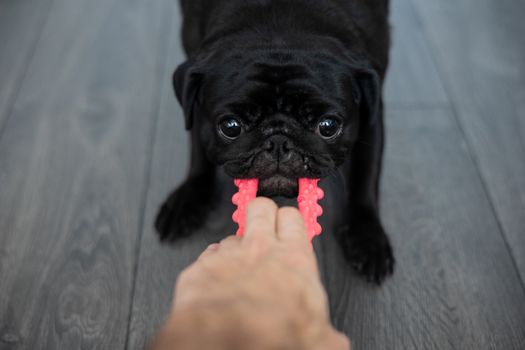 Best Interactive Puzzle Toys for Dogs in 2026