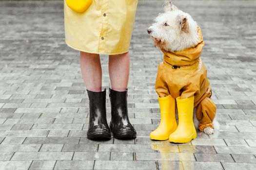 Best Waterproof Rain Jackets for Dogs in 2026