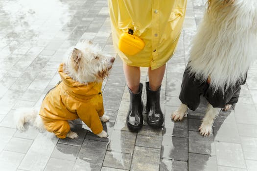 Best Waterproof Dog Raincoats in 2026