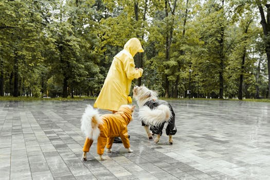 Best Raincoats for Dogs in 2026