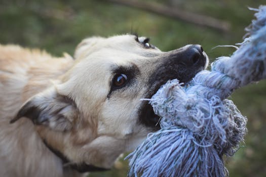 Best Rope Toys for Tug Play in 2026