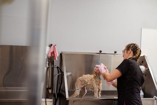 Best Dry Dog Shampoos in 2026